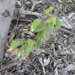 Correa reflexa var. reflexa at Tennent, ACT - 20 Apr 2016