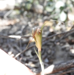 Diplodium ampliatum (Large Autumn Greenhood) at Tennent, ACT - 20 Apr 2016 by RyuCallaway