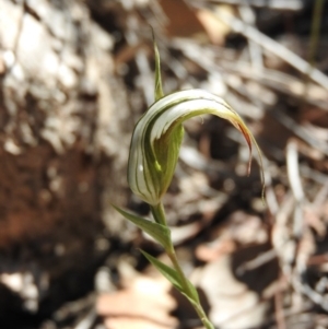 Diplodium ampliatum at Tennent, ACT - suppressed