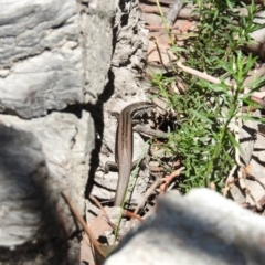 Morethia boulengeri (Boulenger's Skink) at Namadgi National Park - 20 Apr 2016 by ArcherCallaway