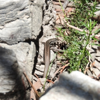 Morethia boulengeri (Boulenger's Skink) at Tennent, ACT - 20 Apr 2016 by ArcherCallaway