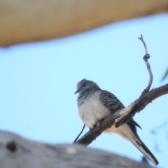 Geopelia placida (Peaceful Dove) at Namadgi National Park - 20 Apr 2016 by RyuCallaway