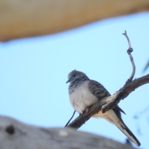 Geopelia placida at Paddys River, ACT - 20 Apr 2016 12:59 PM