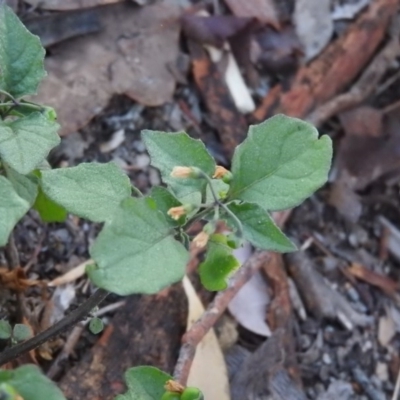 Solanum nigrum (Black Nightshade) at Fadden, ACT - 18 Apr 2016 by RyuCallaway