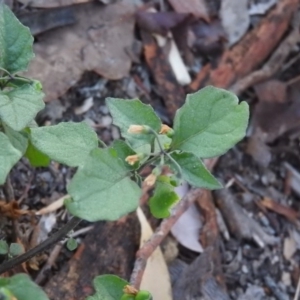 Solanum nigrum at Fadden, ACT - 19 Apr 2016