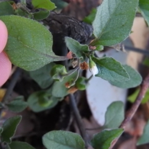 Solanum nigrum at Fadden, ACT - 19 Apr 2016