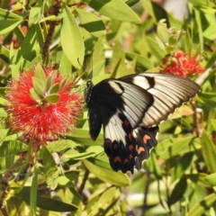 Papilio aegeus (Orchard Swallowtail, Large Citrus Butterfly) at Wanniassa, ACT - 21 Apr 2016 by JohnBundock