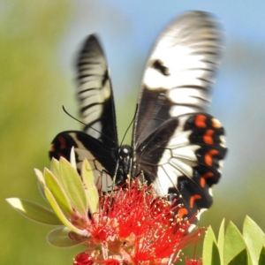 Papilio aegeus at Wanniassa, ACT - 21 Apr 2016