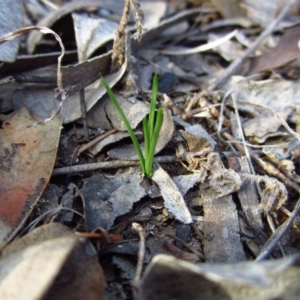 Diuris chryseopsis at Belconnen, ACT - suppressed