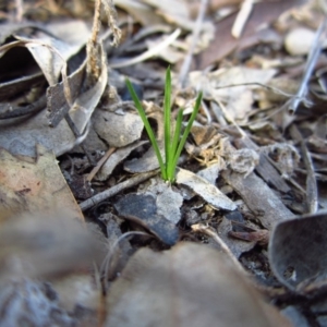 Diuris chryseopsis at Belconnen, ACT - suppressed