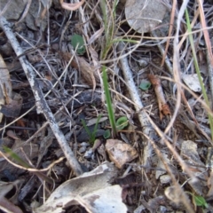 Diplodium truncatum (Little Dumpies, Brittle Greenhood) at Belconnen, ACT - 21 Apr 2016 by CathB