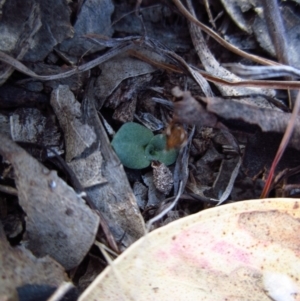 Diplodium truncatum at Belconnen, ACT - 21 Apr 2016