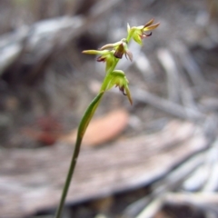 Corunastylis clivicola (Rufous midge orchid) at Mount Painter - 21 Apr 2016 by CathB