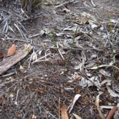 Corunastylis clivicola at Cook, ACT - suppressed