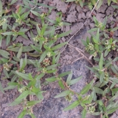 Persicaria prostrata (Creeping Knotweed) at Paddys River, ACT - 18 Jan 2016 by michaelb