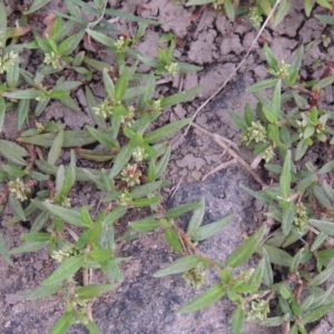 Persicaria prostrata at Paddys River, ACT - 18 Jan 2016