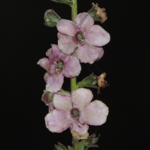 Verbascum sp. at Bonython, ACT - 18 Jan 2016 08:48 PM