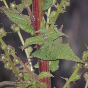 Verbascum sp. at Bonython, ACT - 18 Jan 2016 08:48 PM