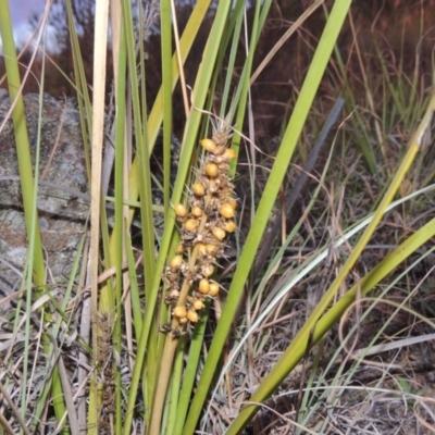 Lomandra longifolia (Spiny-headed Mat-rush, Honey Reed) at Bonython, ACT - 18 Jan 2016 by michaelb