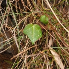 Hedera helix (Ivy) at Acton, ACT - 21 Apr 2016 by MattM