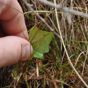 Hedera sp. (helix or hibernica) at Black Mountain - 22 Apr 2016