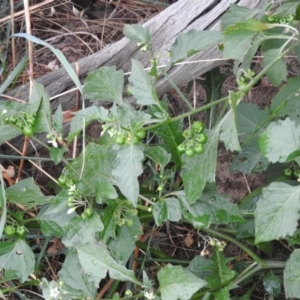 Solanum nodiflorum at Molonglo River Reserve - 22 Apr 2016 09:47 AM