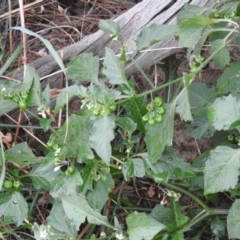 Solanum nodiflorum (Glossy Nightshade) at Belconnen, ACT - 21 Apr 2016 by RyuCallaway