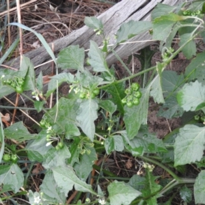 Solanum nodiflorum at Molonglo River Reserve - 22 Apr 2016