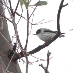 Daphoenositta chrysoptera at Molonglo River Reserve - 22 Apr 2016