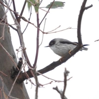 Daphoenositta chrysoptera (Varied Sittella) at Molonglo Valley, ACT - 22 Apr 2016 by ArcherCallaway