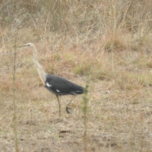 Ardea pacifica at Molonglo River Reserve - 22 Apr 2016