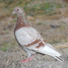 Columba livia (Rock Dove (Feral Pigeon)) at Isabella Pond - 10 Apr 2016 by michaelb