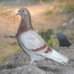 Columba livia at Monash, ACT - 11 Apr 2016 12:00 AM