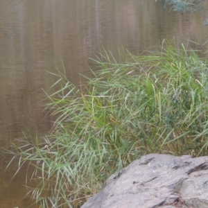 Phragmites australis at Bullen Range - 21 Jan 2016 06:14 PM