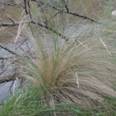 Poa labillardierei (Common Tussock Grass, River Tussock Grass) at Bullen Range - 21 Jan 2016 by michaelb