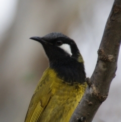 Nesoptilotis leucotis (White-eared Honeyeater) at Red Hill Nature Reserve - 6 Sep 2015 by roymcd