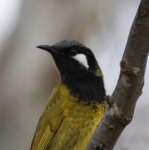 Nesoptilotis leucotis at Red Hill, ACT - 6 Sep 2015 05:00 PM