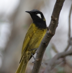 Nesoptilotis leucotis at Red Hill, ACT - 6 Sep 2015 05:00 PM