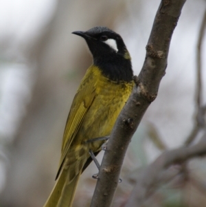 Nesoptilotis leucotis at Red Hill, ACT - 6 Sep 2015