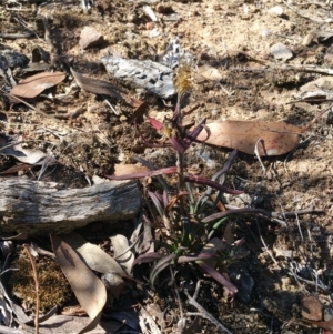 Coronidium oxylepis subsp. lanatum at Acton, ACT - 23 Apr 2016