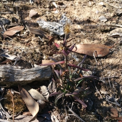 Coronidium oxylepis subsp. lanatum (Woolly Pointed Everlasting) at Acton, ACT - 23 Apr 2016 by wadey