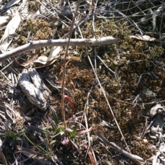 Coronidium oxylepis subsp. lanatum at Acton, ACT - 23 Apr 2016 11:35 AM