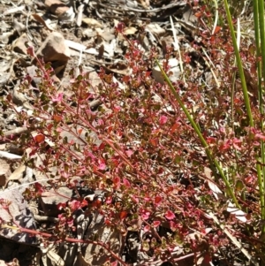 Einadia hastata at Acton, ACT - 23 Apr 2016 10:59 AM