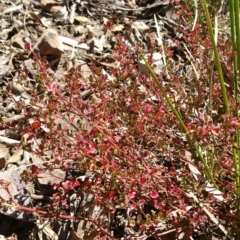 Einadia hastata (Berry Saltbush) at Acton, ACT - 23 Apr 2016 by wadey