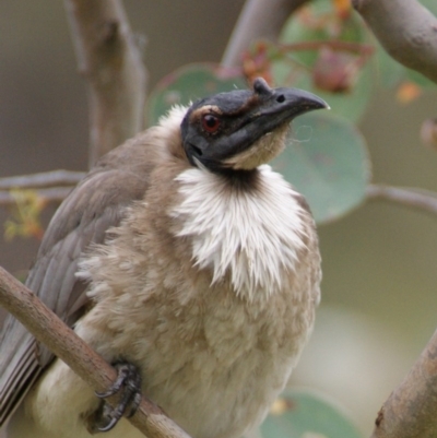 Philemon corniculatus (Noisy Friarbird) at Garran, ACT - 23 Oct 2015 by roymcd