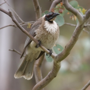 Philemon corniculatus at Garran, ACT - 23 Oct 2015