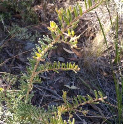 Grevillea alpina (Mountain Grevillea / Cat's Claws Grevillea) at ANBG South Annex - 23 Apr 2016 by wadey