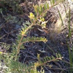 Grevillea alpina (Mountain Grevillea / Cat's Claws Grevillea) at Acton, ACT - 23 Apr 2016 by wadey