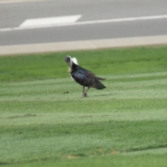 Threskiornis spinicollis (Straw-necked Ibis) at Capital Hill, ACT - 15 Mar 2016 by roymcd