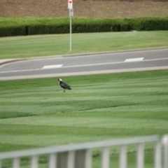 Threskiornis spinicollis at Capital Hill, ACT - 15 Mar 2016